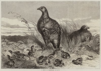 A Brood of Partridges by Harrison William Weir